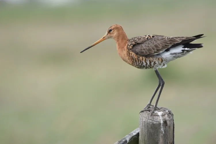 grutto op een paaltje