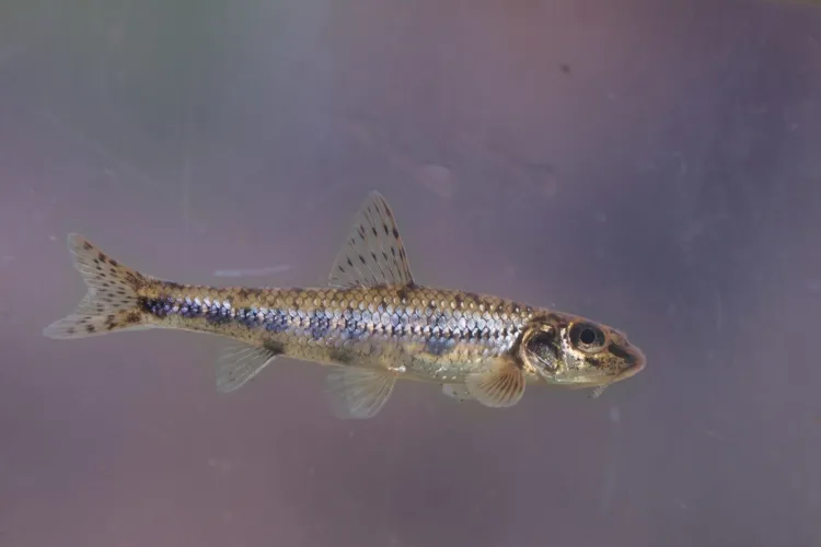 De invloed van droogte op de visstand in Brabantse beken