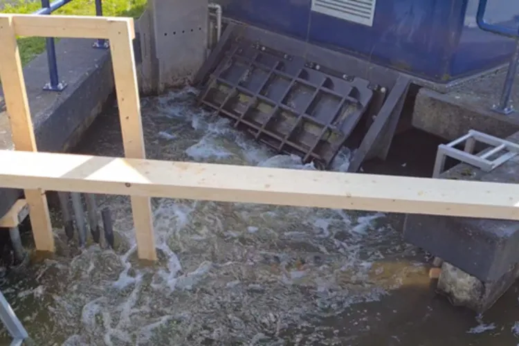 Hoe effectief zijn vismigratiesystemen in het beheergebied van HDSR?