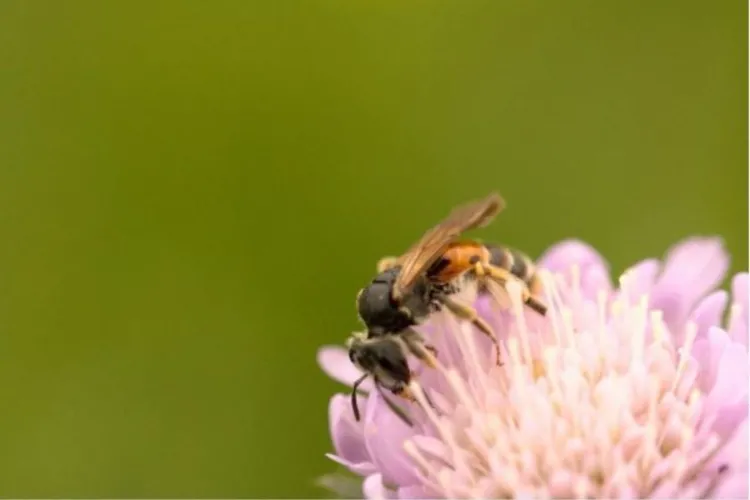 Herstelplan voor Knautiabij gepubliceerd op Nature Today