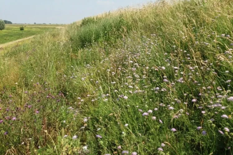 Collega Douwe Schut te horen op Radio 1 bij Vroege Vogels over de Knautiabij