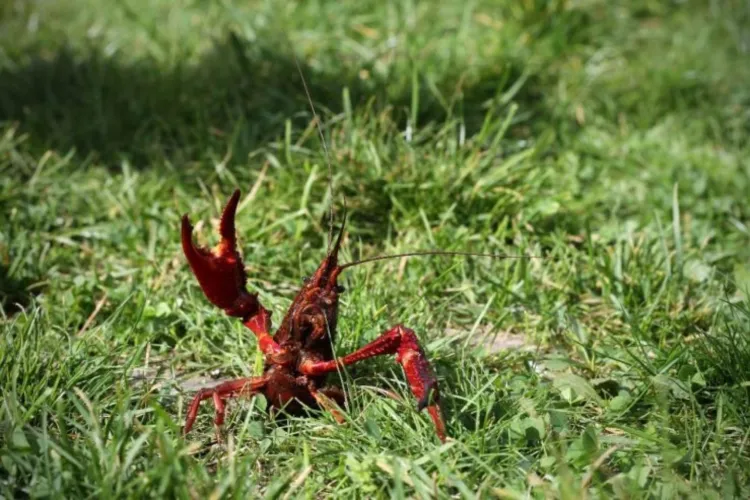 Doorgronders helpen met onderzoek naar overlast door Amerikaanse rivierkreeften