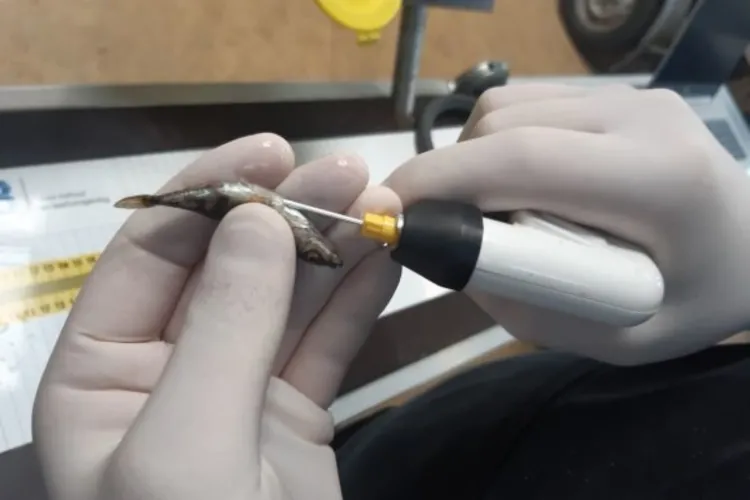 Beter inzicht in migratiegedrag van kleine vissoorten