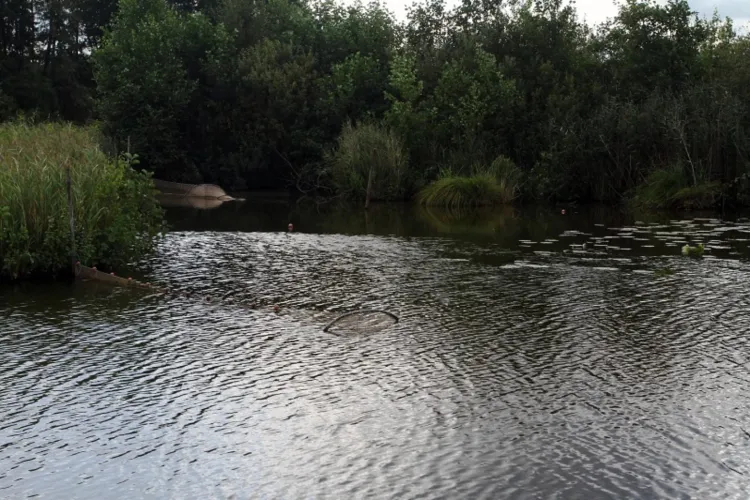 Proef systematisch verwijderen van rode Amerikaanse rivierkreeften uit de Molenpolder