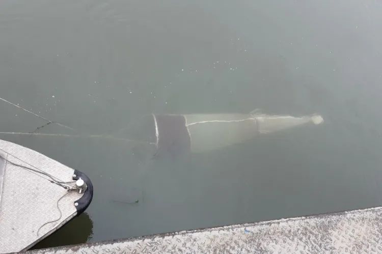 Onderzoek naar (micro)plastics in rivieren