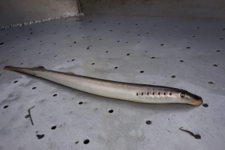 Gezenderde rivierprikken op reis naar goede paaigronden