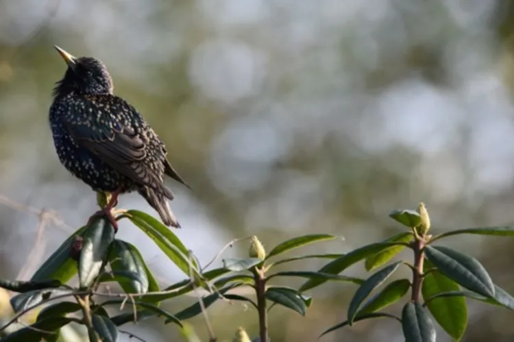 Soortenmanagementplan scheelt tijd bij renovatie- en bouwprojecten