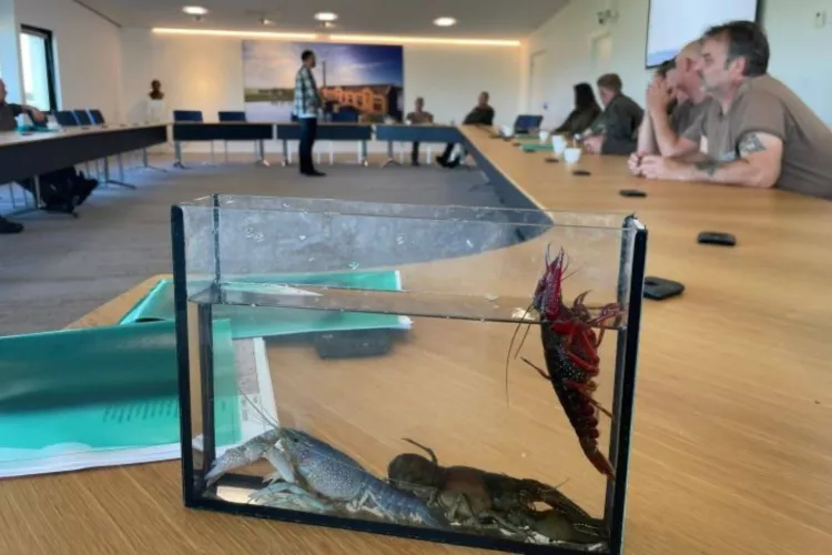 Unieke samenwerking voor rivierkreeftmonitoring in Friesland