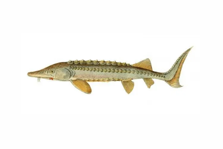 Voldoende voedsel voor steur in de Rijn (publicatie Nature Today)