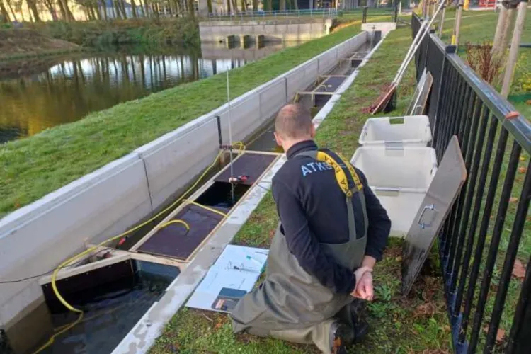 Onderzoek naar stress bij vissen samen met universiteiten van Delft, Michigan en Toscane