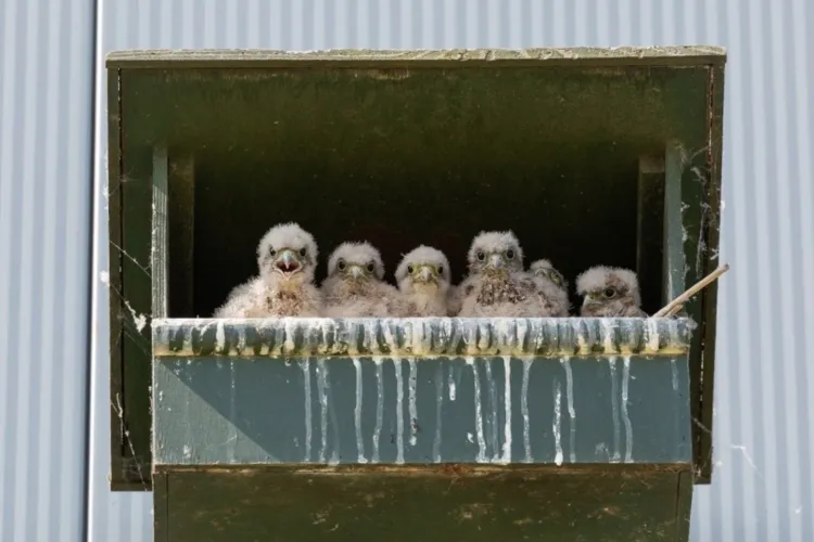 Torenvalken broeden bij distributiecentrum, dankzij BREEAM
