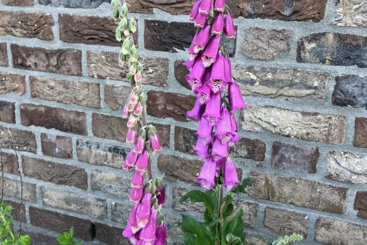 Wat doet u om grijs groener te maken?