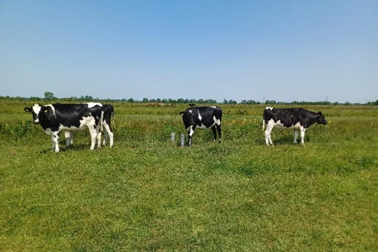 Wat doet verhogen van het waterpeil met oevers, vegetatie en grondwaterstand in een veenweidegebied?