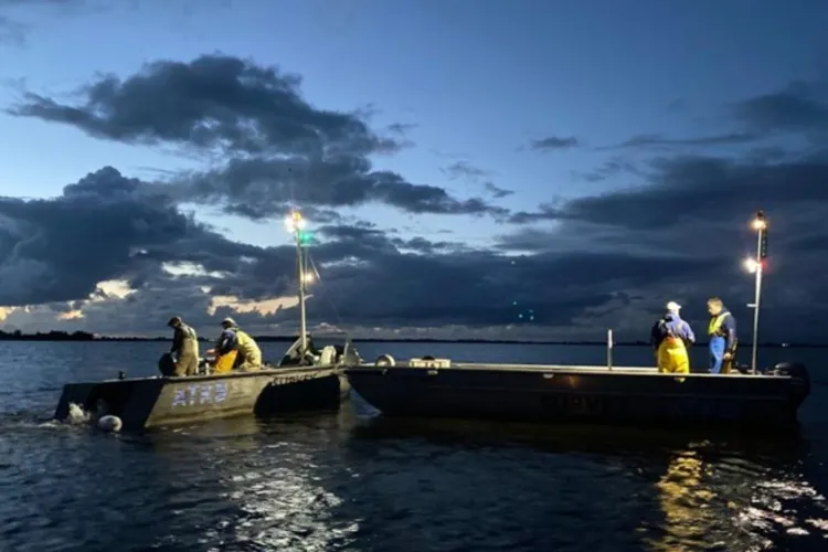 Groot visonderzoek in Friese wateren