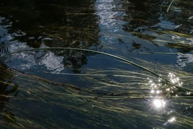 Visstandonderzoek Oostvoornse Meer
