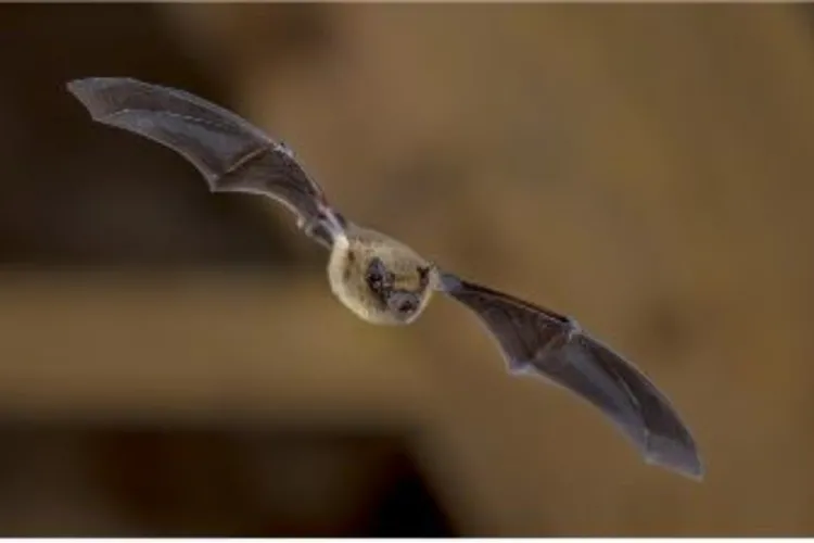 Nieuw vleermuisprotocol gepubliceerd