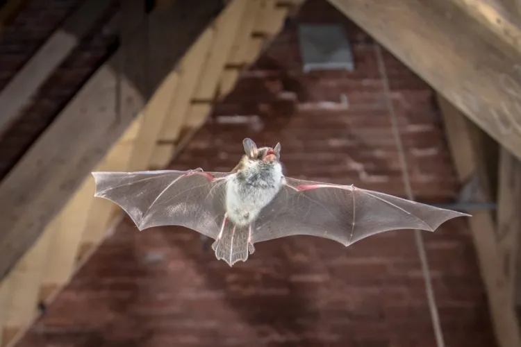 Vleermuizen bestrijden vliegen