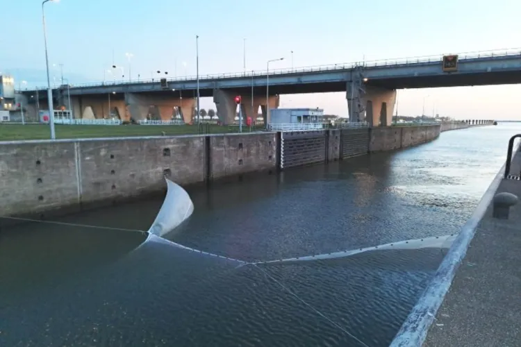 Groot vismigratieonderzoek bij de Volkeraksluizen