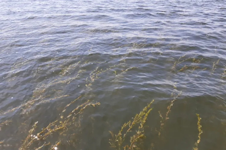 Onderzoek naar water- en oeverplanten in het Markermeer en zuidelijke randmeren