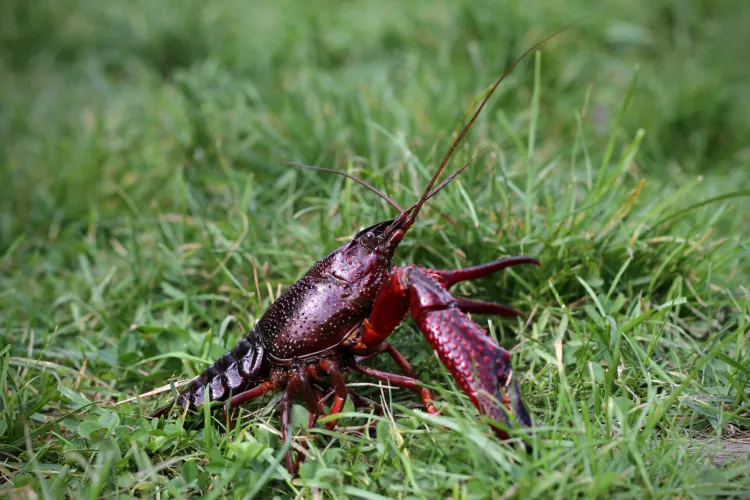 Rode amerikaanse rivierkreeft