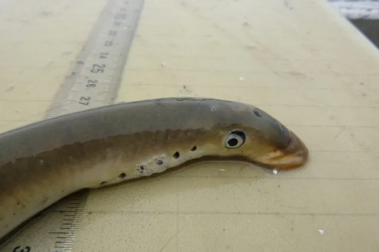 Keienkussers op vrijersvoeten; paaimigratie van de zeeprik in Visionair