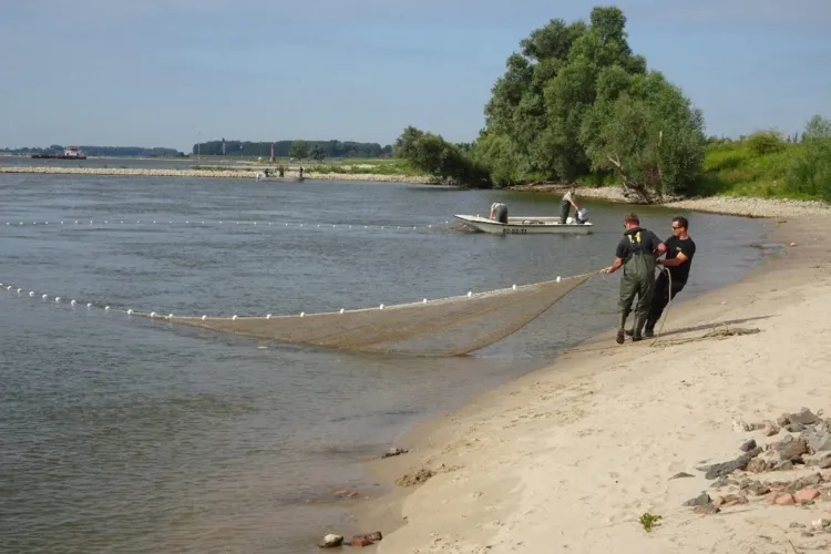 De kraamkamers van de Nederrijn en Lek