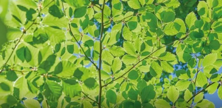 terrestrische-ecologie