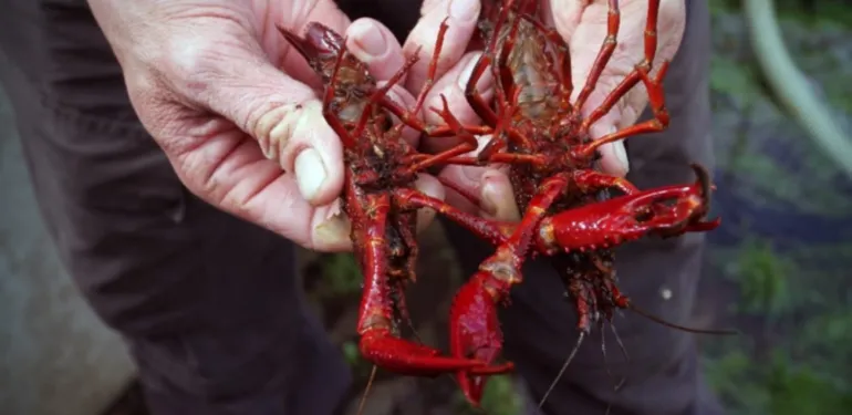 Cursus, presentatie en lezing over rivierkreeften in Nederland