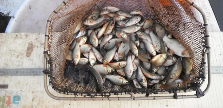 Beleidsstudies en advisering