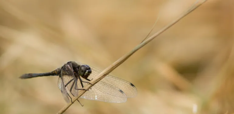 Insectenkarteringen (SNL)