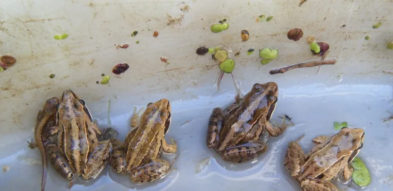 Ontheffingsaanvragen