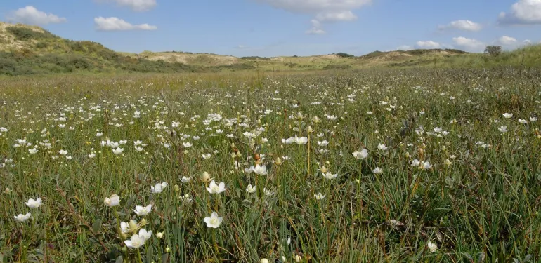 Flora-, vegetatie- en habitatkarteringen (SNL)