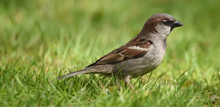 Quickscan soortenbescherming