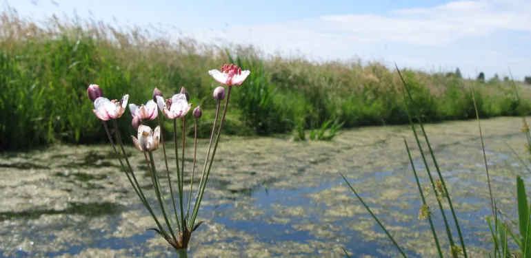 Natuurbeleid en evaluaties