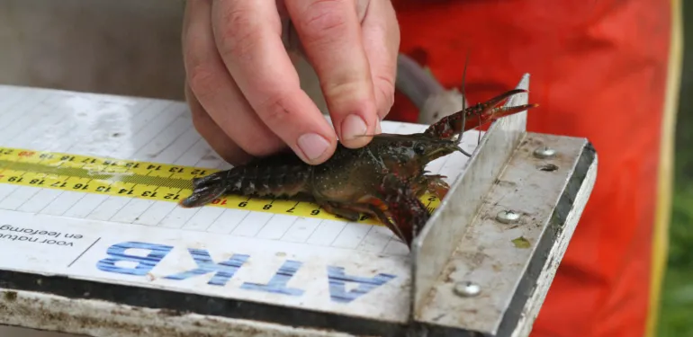 Quickscan exotische rivierkreeften