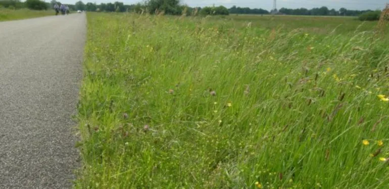 Ecologisch bermbeheer