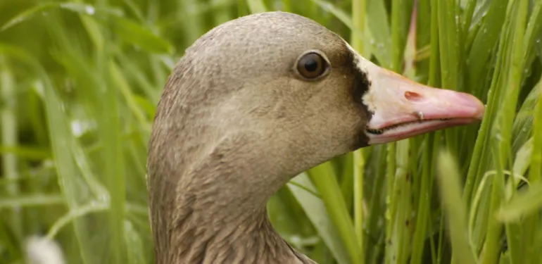 Broedvogelkarteringen BMP/SNL