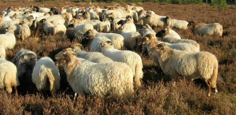 Beheerplannen en -advies