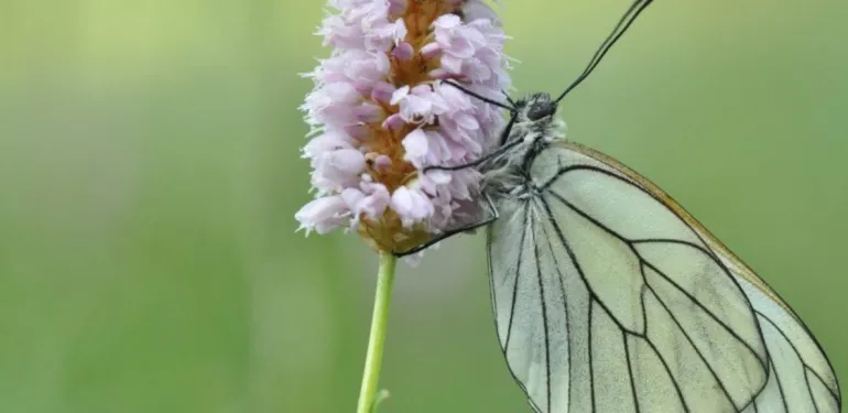 Monitoring en meetnetten