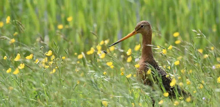 grutto in weidelandschap