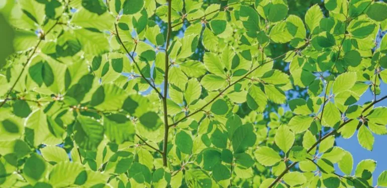 Wij zoeken collega's