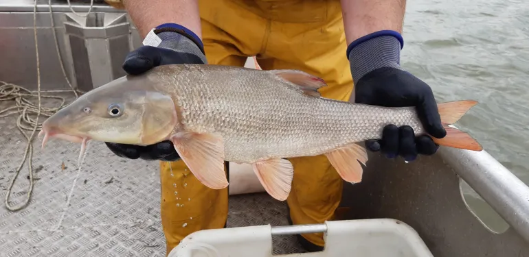 Diverse vissen zijn voorzien van een akoestische zender. 