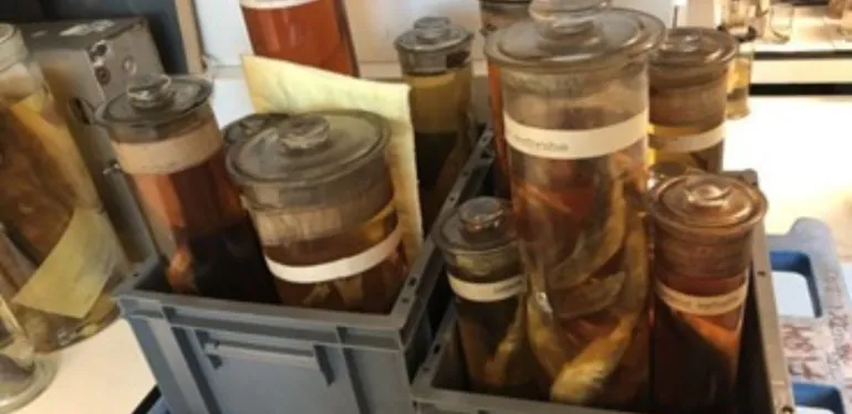 Uitgestorven Noordzeehouting blijkt springlevend