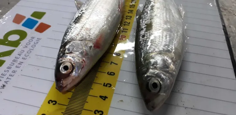 ATKB vangt weer zeldzame kleine marene's