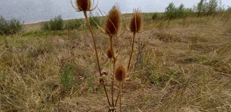 Inzicht in ecologische toestand Vonkerplas met Landschapsecologische Systeemanalyse (LESA)