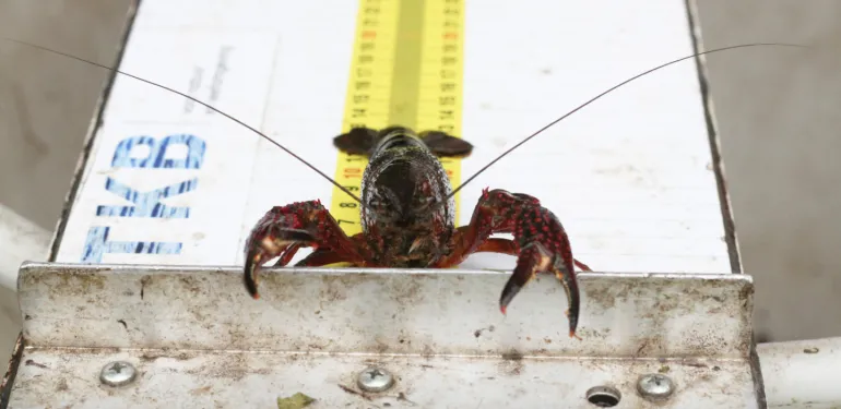 Rode Amerikaanse rivierkreeft in de Krimpenerwaard