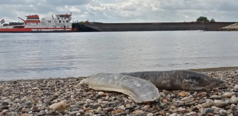 Speuren naar geknakte alen langs de Waal