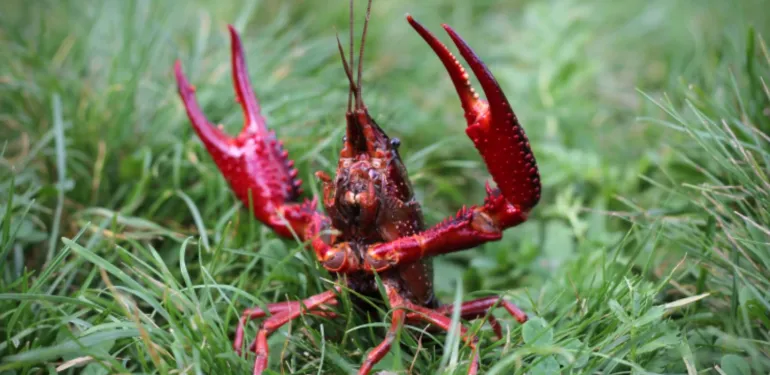 PERSBERICHT - Kreeftencollector bestrijdt efficiënt uitheemse rivierkreeften