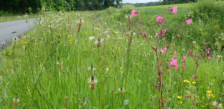 Maaien en afvoeren, ecologisch bermbeheer?