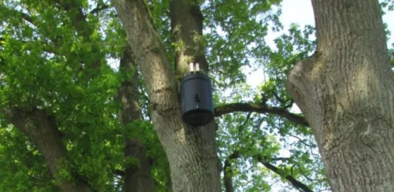 Hebben vleermuizen en vogels last van festivals?